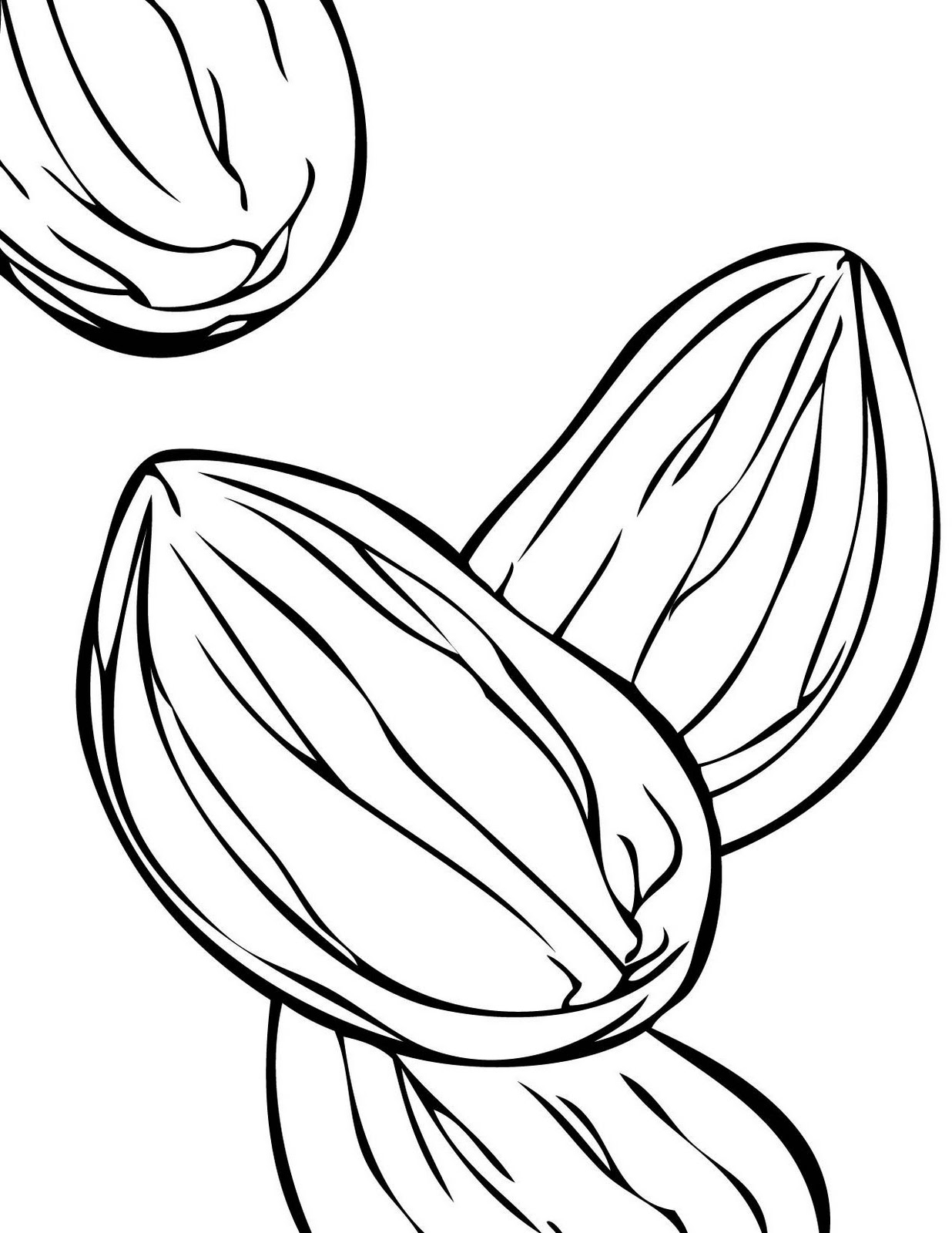 Almond Drawing | Free download on ClipArtMag