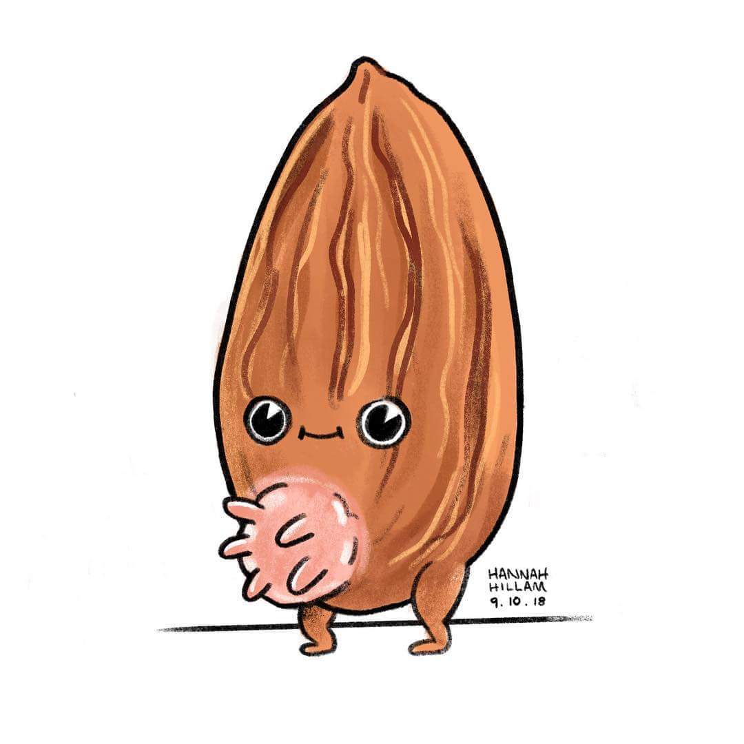 Almond Drawing | Free download on ClipArtMag