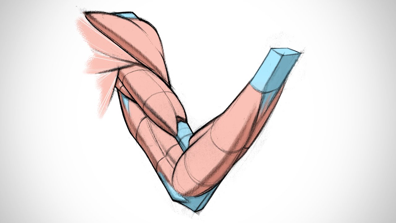 udemy anatomy drawing