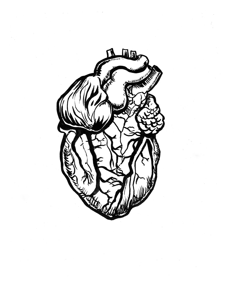 hand drawn anatomical heart