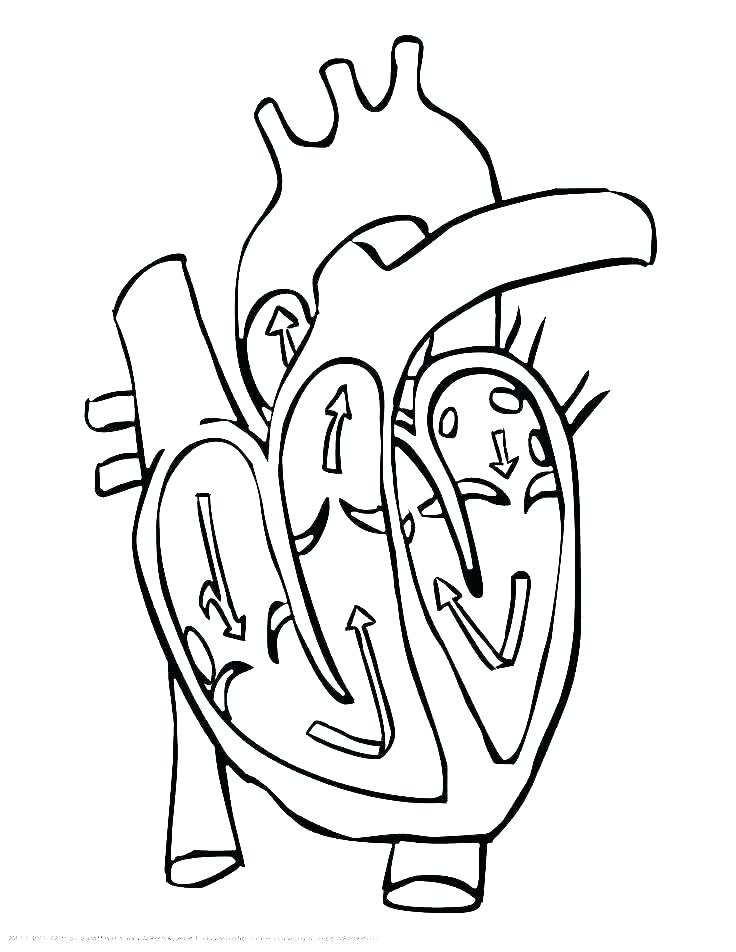 Anatomical Heart Drawing | Free download on ClipArtMag