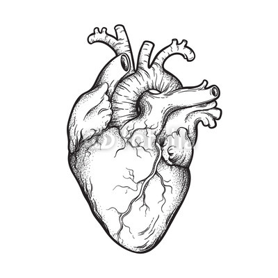 Anatomically Correct Heart Drawing | Free download on ClipArtMag