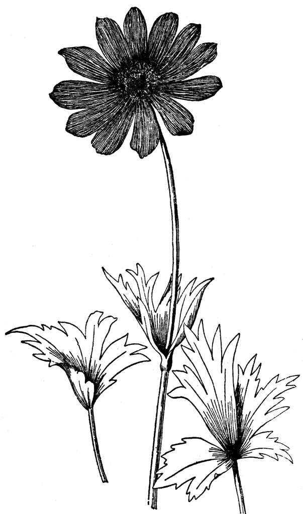 Anemone Drawing | Free download on ClipArtMag