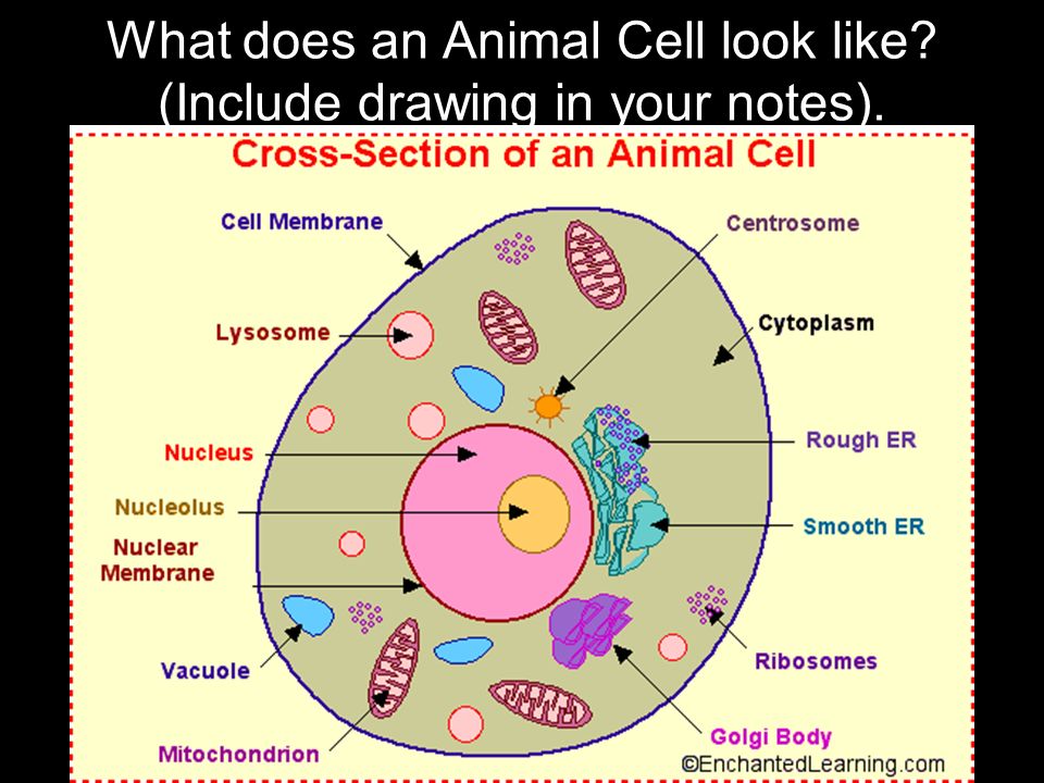 Animal Cell Drawing | Free download on ClipArtMag