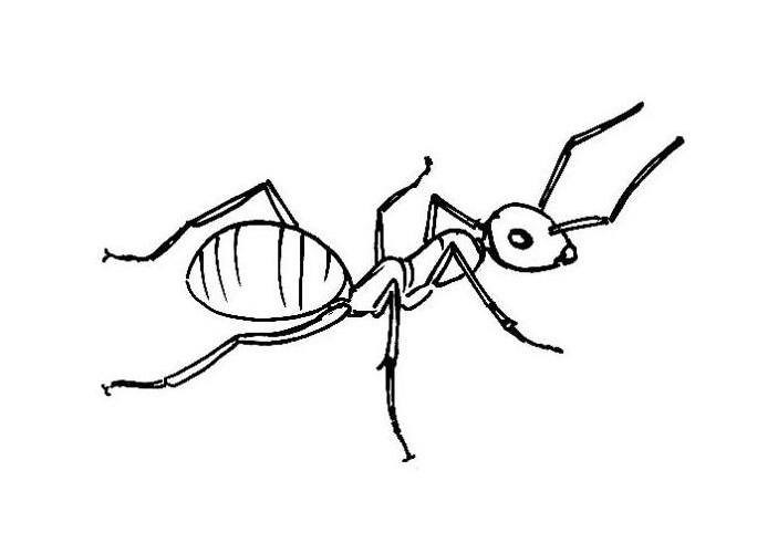 Ant Line Drawing Free download on ClipArtMag