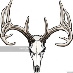 antlers drawing deer clipartmag