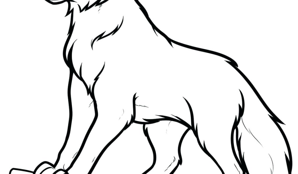 Arctic Wolf Drawing | Free download on ClipArtMag