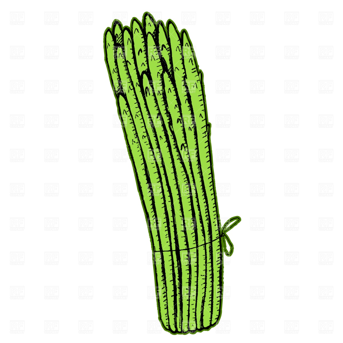 Asparagus Drawing Free download on ClipArtMag