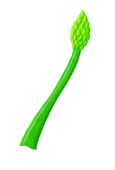 Asparagus Drawing | Free download on ClipArtMag