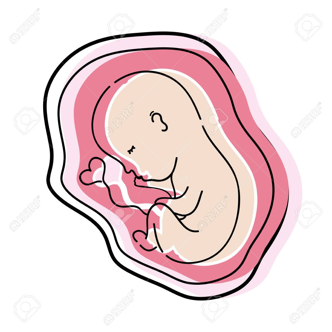 Baby In Womb Drawing 