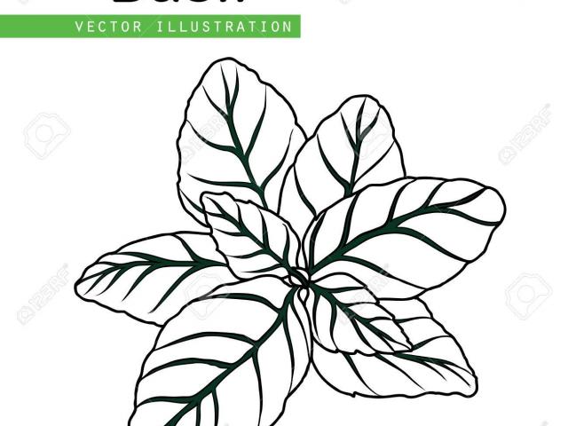 Basil Plant Drawing | Free download on ClipArtMag