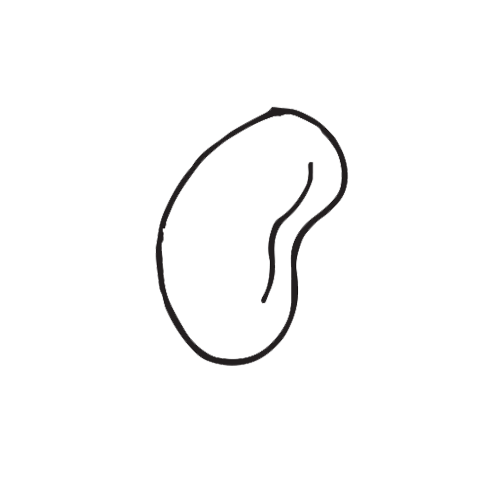 Bean Drawing | Free download on ClipArtMag