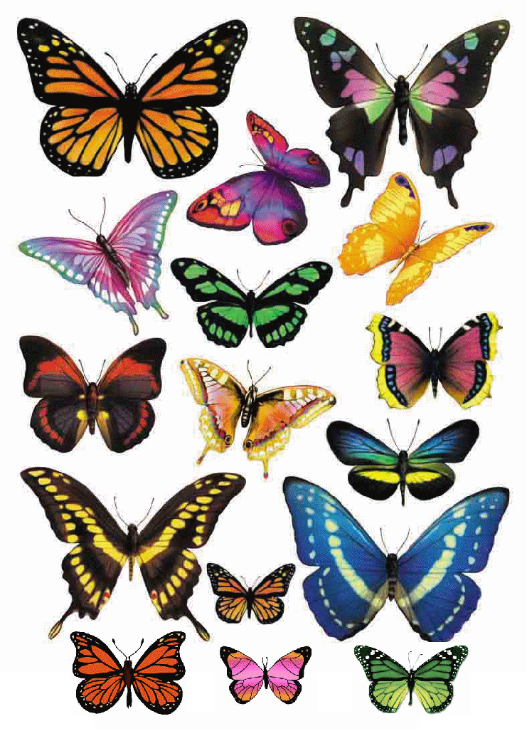 Beautiful Butterfly Drawing Free Download On Clipartmag