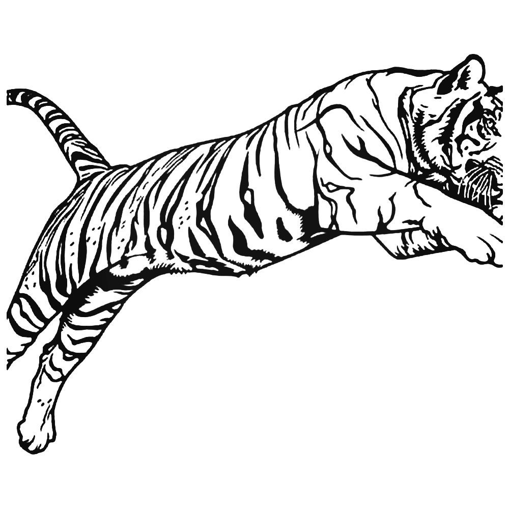 Bengal Tiger Drawing | Free download on ClipArtMag