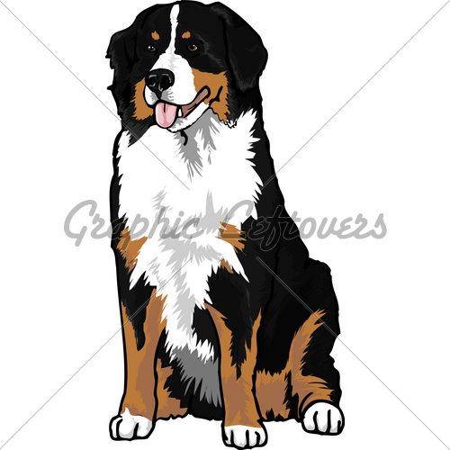 Bernese Mountain Dog Drawing 