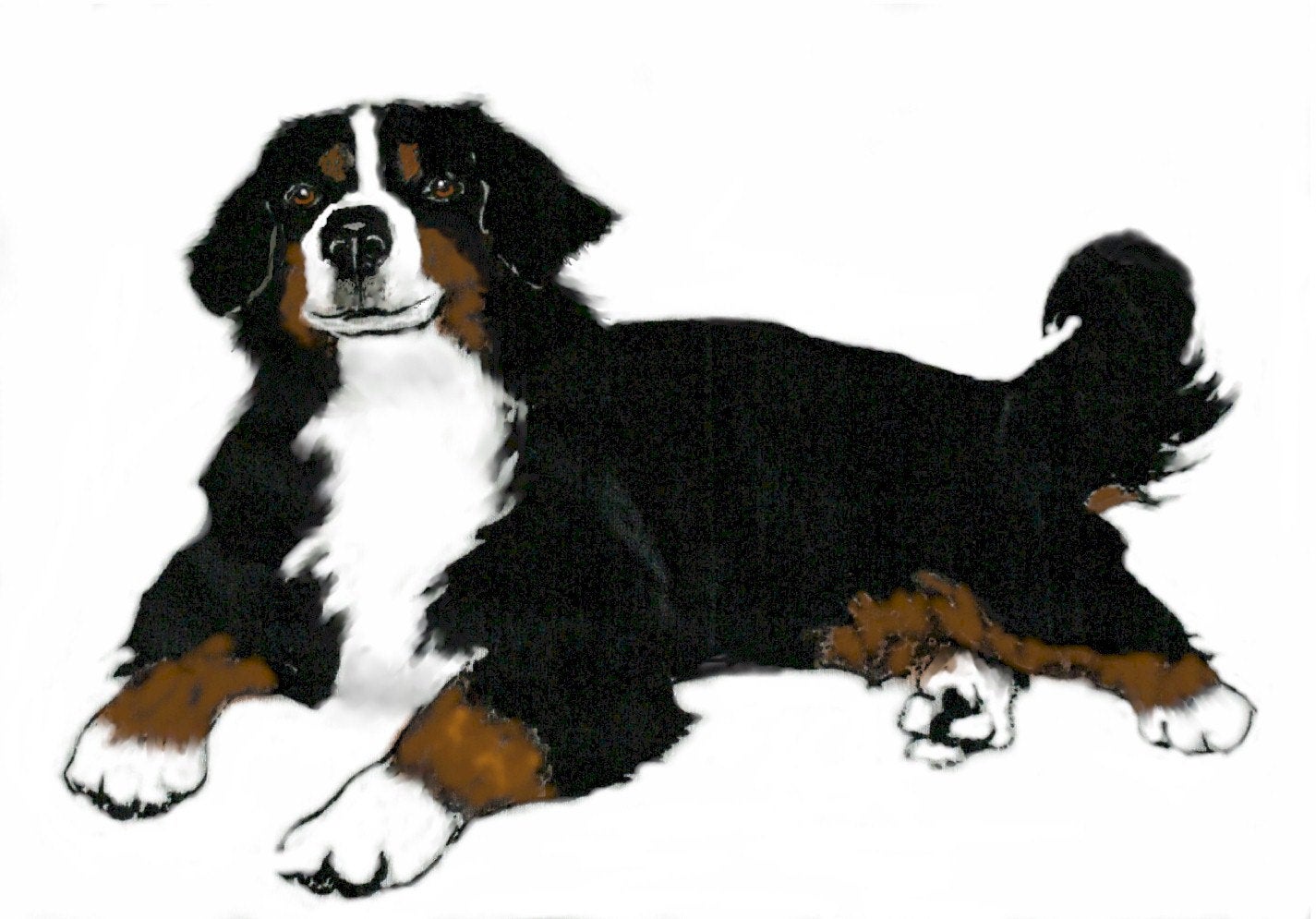 Bernese Mountain Dog Drawing | Free download on ClipArtMag