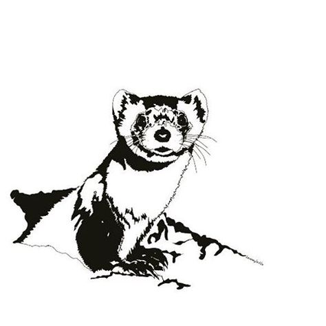 Black Footed Ferret Drawing | Free download on ClipArtMag