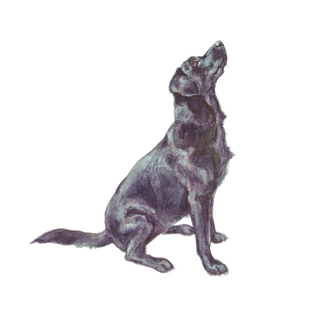 Black Labrador Drawing | Free download on ClipArtMag