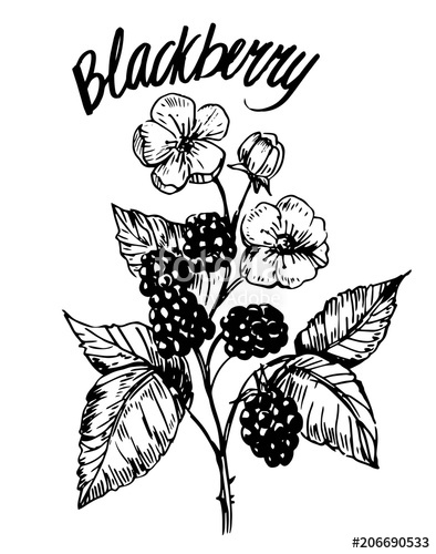 Blackberry Drawing | Free download on ClipArtMag
