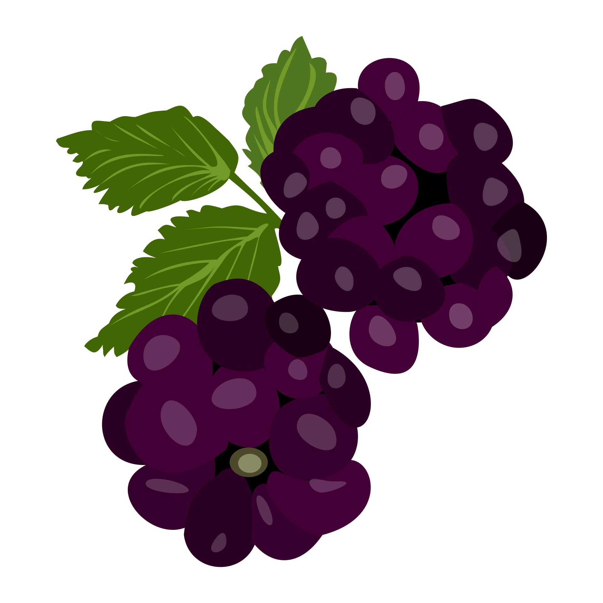 Get Blackberry Fruit Drawing Images