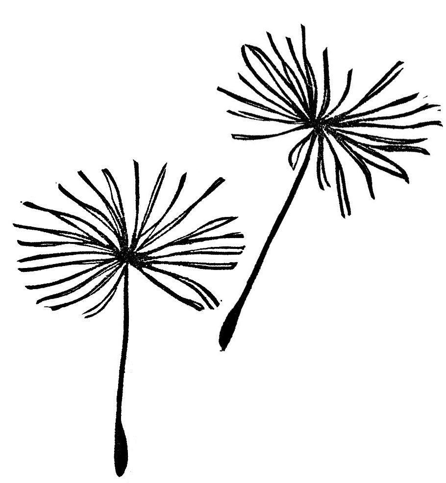Blowing Dandelion Drawing Free download on ClipArtMag