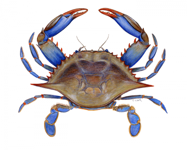 Blue Crab Drawing | Free download on ClipArtMag