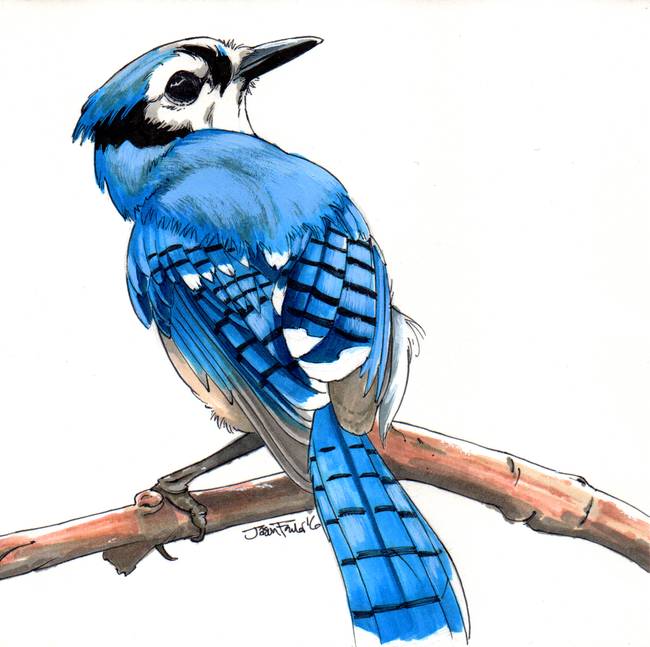 Blue Jay Drawing | Free download on ClipArtMag