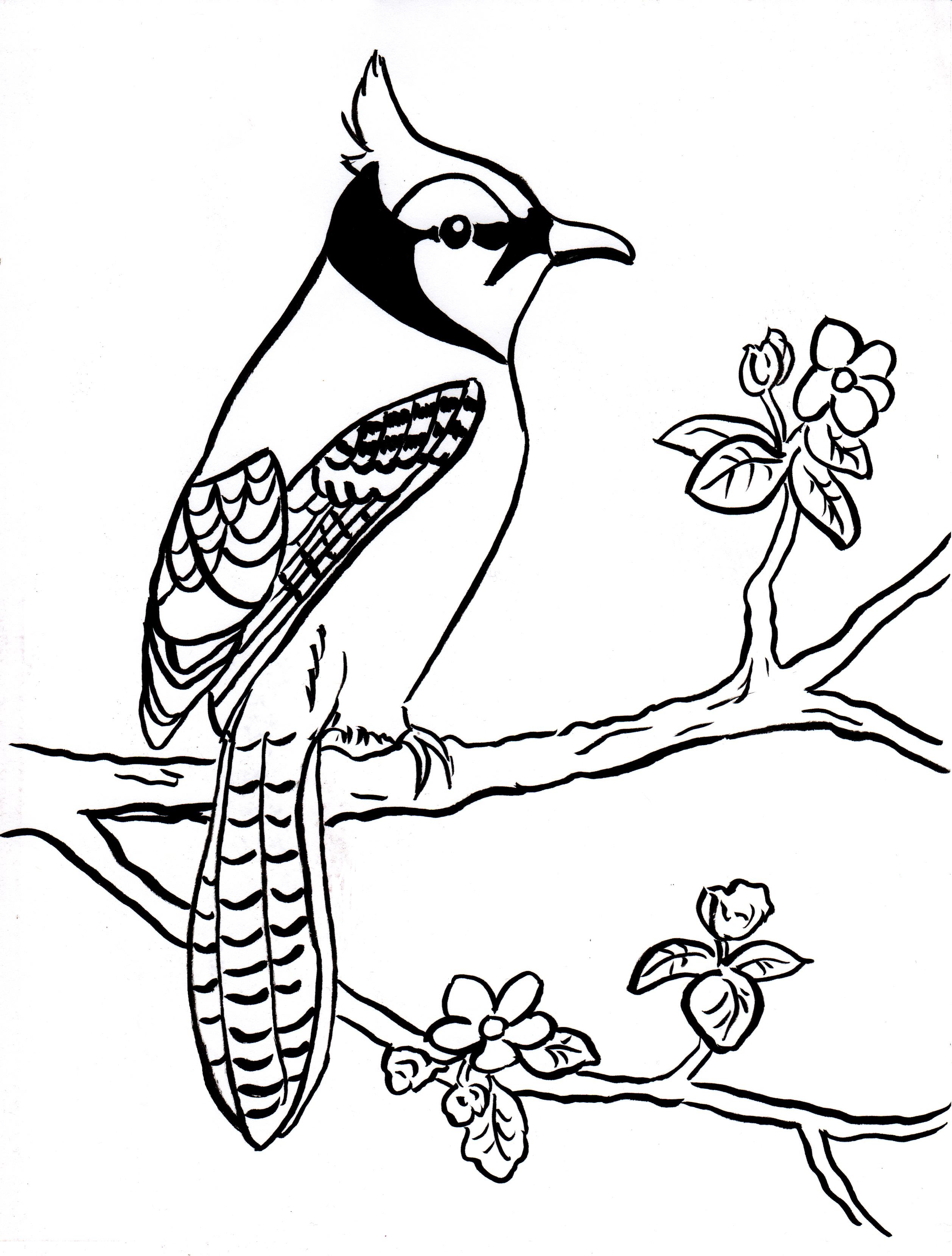 Blue Jay Drawing | Free download on ClipArtMag