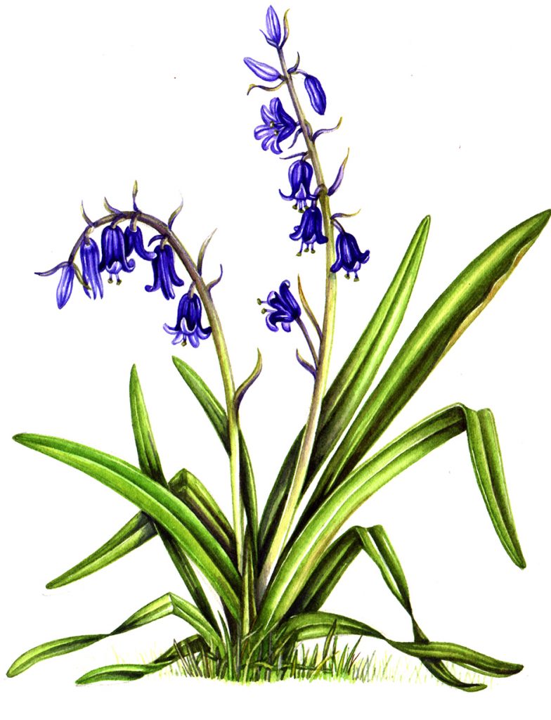 Bluebell Drawing Free download on ClipArtMag