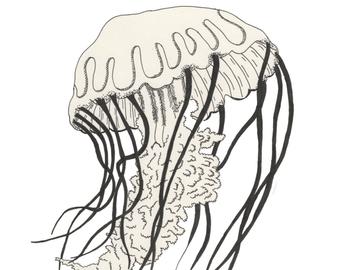 Box Jellyfish Drawing | Free download on ClipArtMag