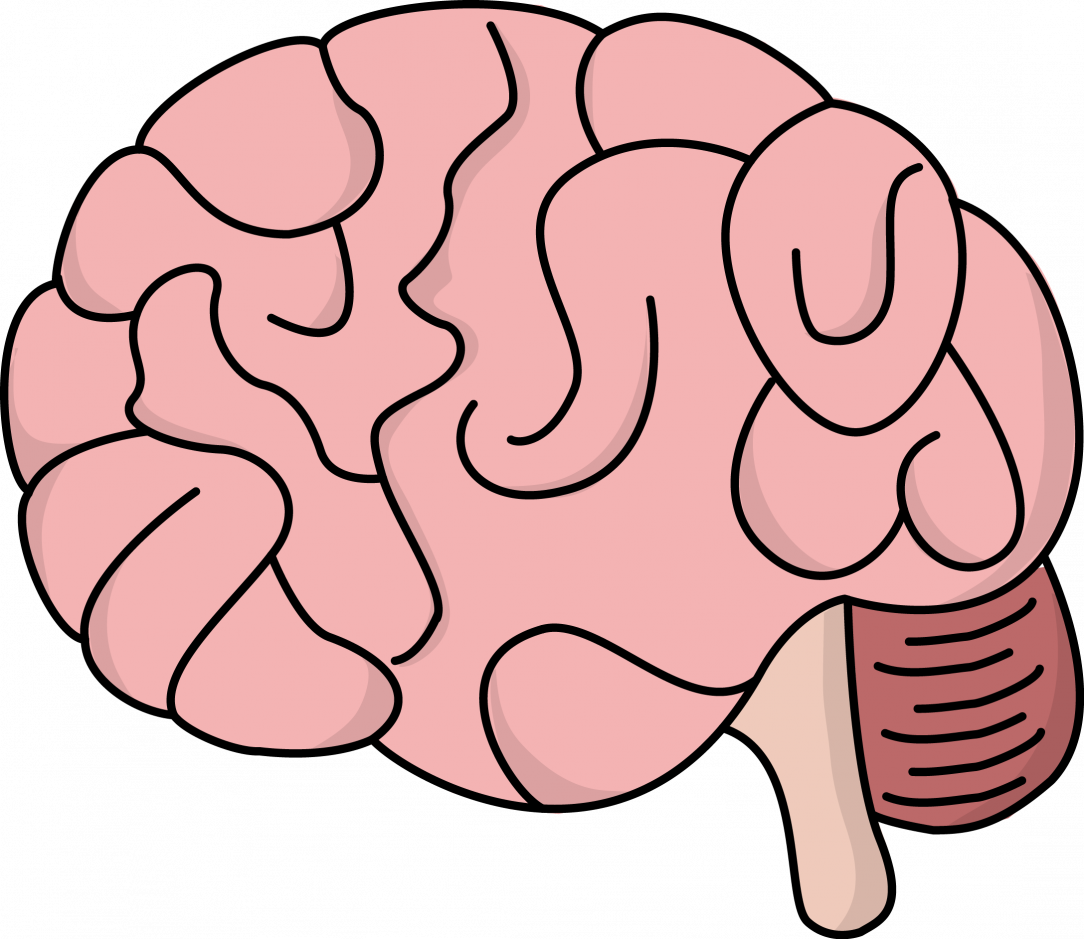 Brain Drawing With Labels | Free download on ClipArtMag