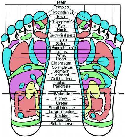 Brain Drawing With Labels | Free download on ClipArtMag