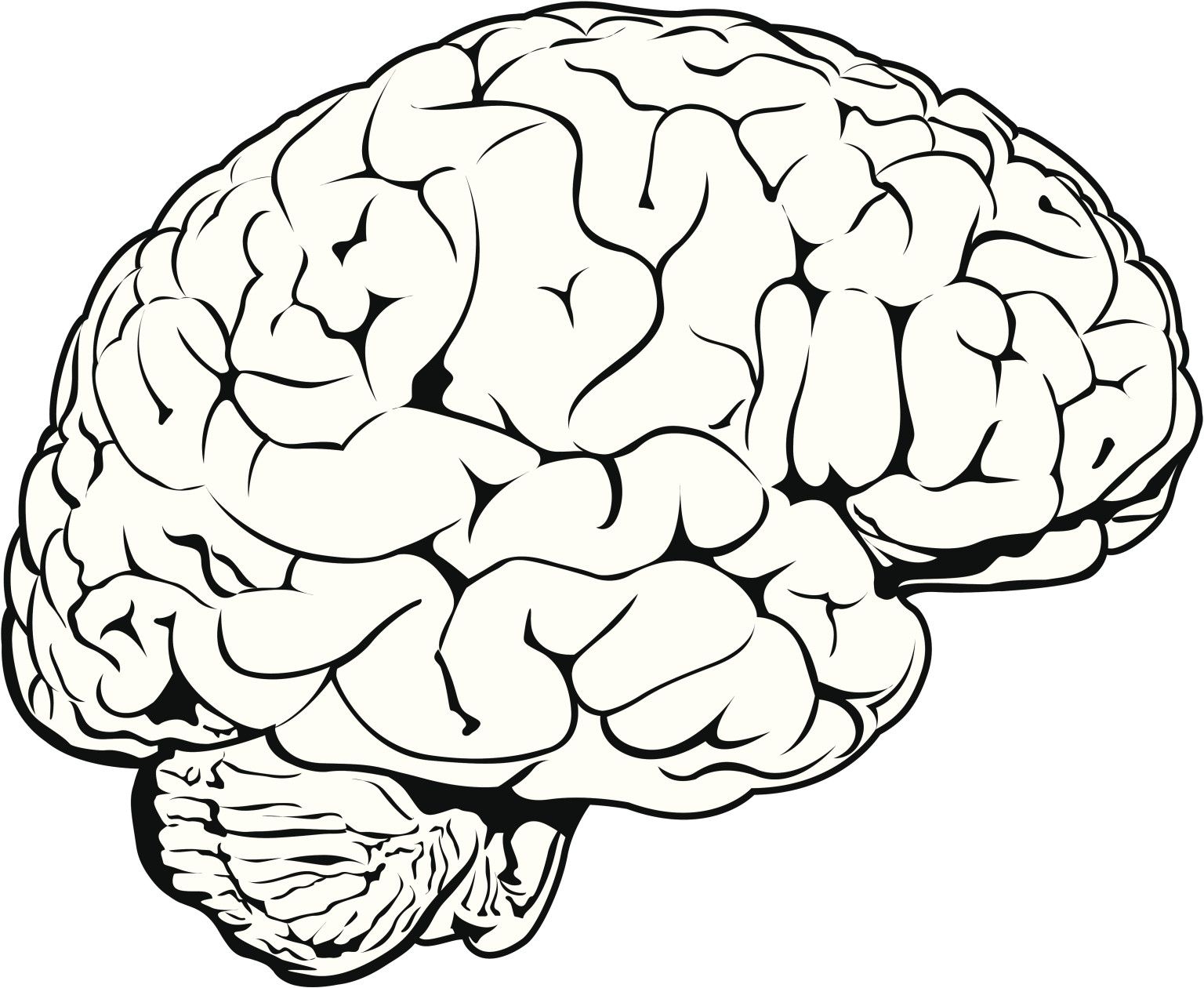 Brain Outline Drawing Free download on ClipArtMag