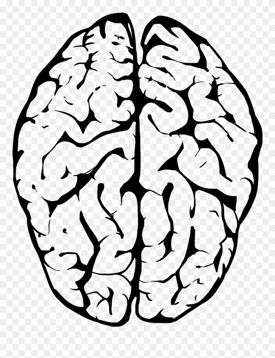 Brain Outline Drawing | Free download on ClipArtMag