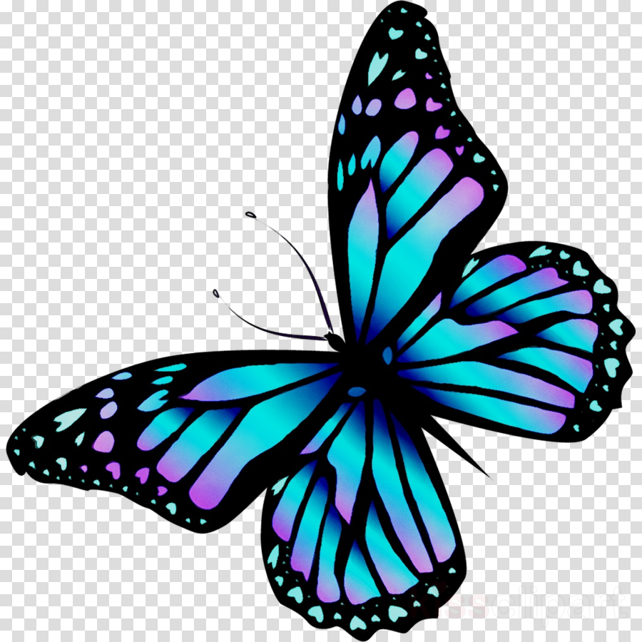 Butterfly Drawing Images | Free download on ClipArtMag