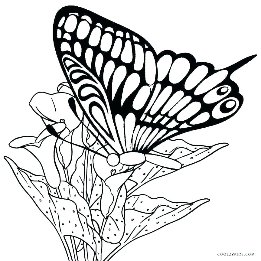 butterfly coloring printable cycle insect drawing clipartmag butterflies animal