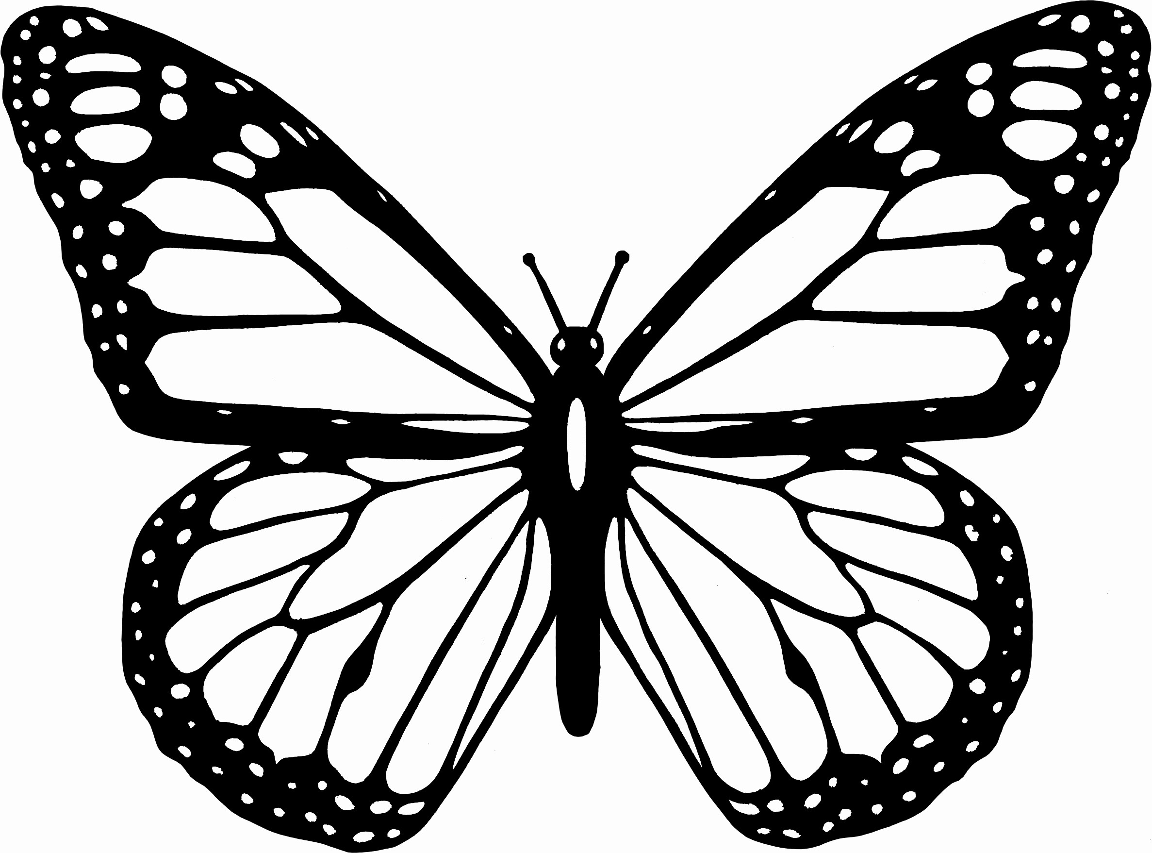 Butterfly Wings Drawing Free download on ClipArtMag