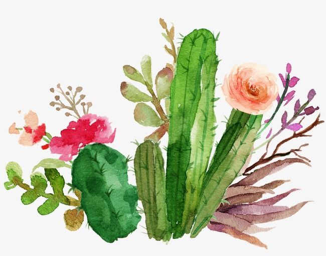 Cactus Flower Drawing | Free download on ClipArtMag