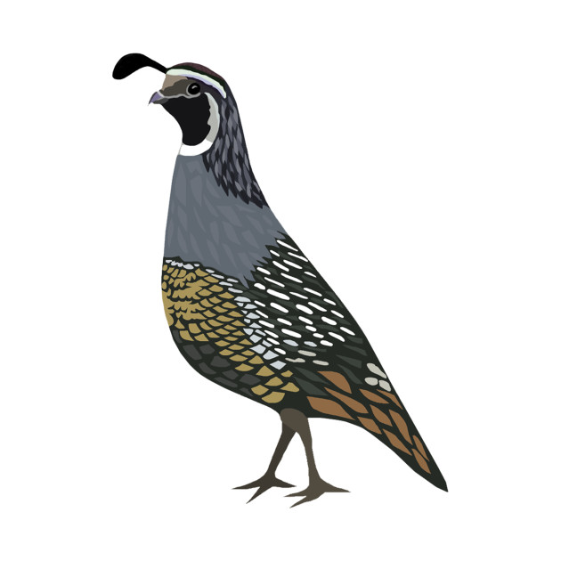 California Quail Drawing | Free download on ClipArtMag