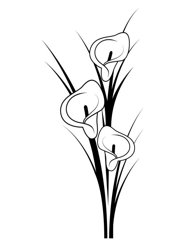 calla-lily-line-drawing-free-download-on-clipartmag