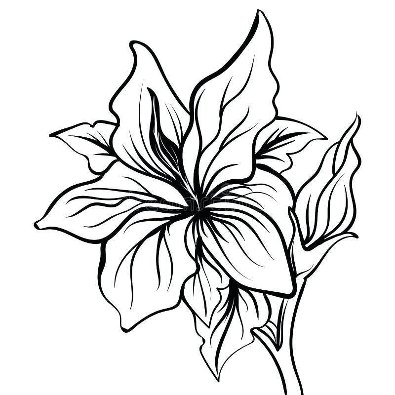 Calla Lily Line Drawing | Free download on ClipArtMag