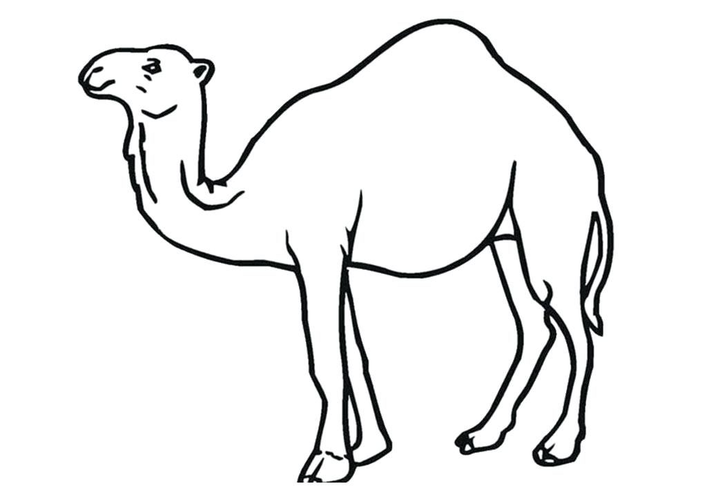 Camel Outline Template Printable Sketch Coloring Page