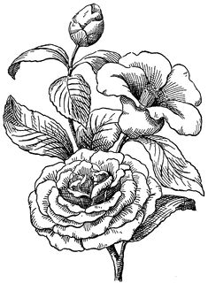 Camellia Drawing | Free download on ClipArtMag