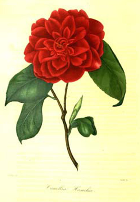 Camellia Drawing | Free download on ClipArtMag