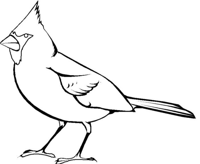 Cardinal Line Drawing Free download on ClipArtMag