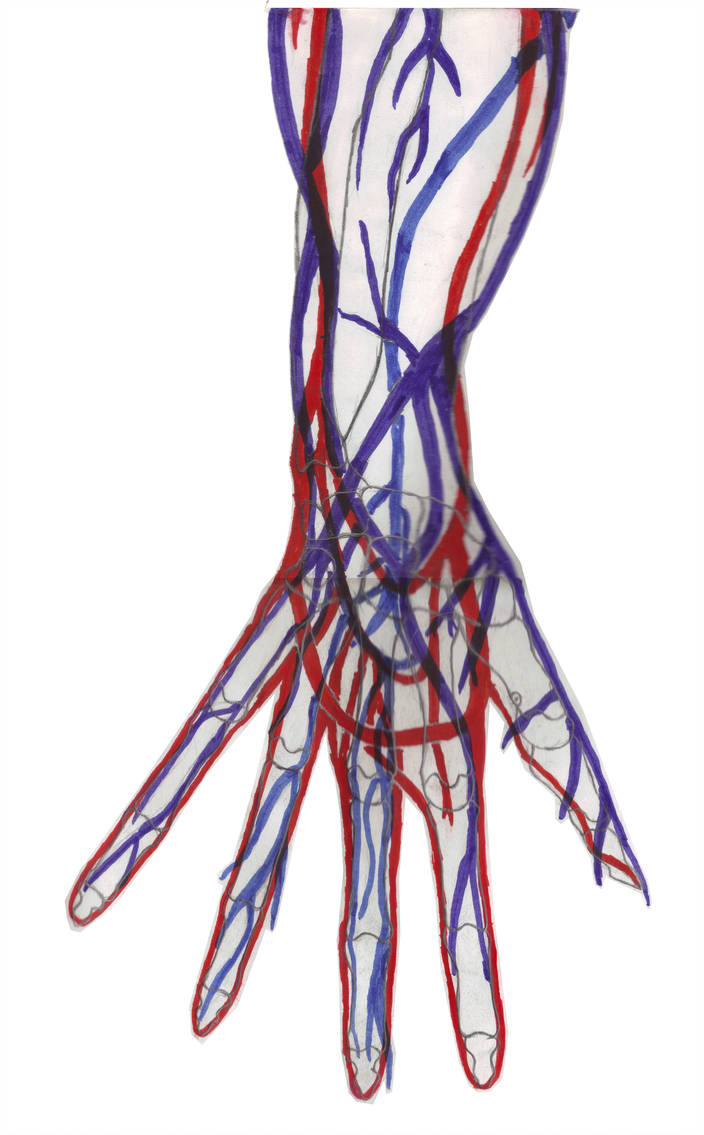 Cardiovascular System Drawing | Free download on ClipArtMag