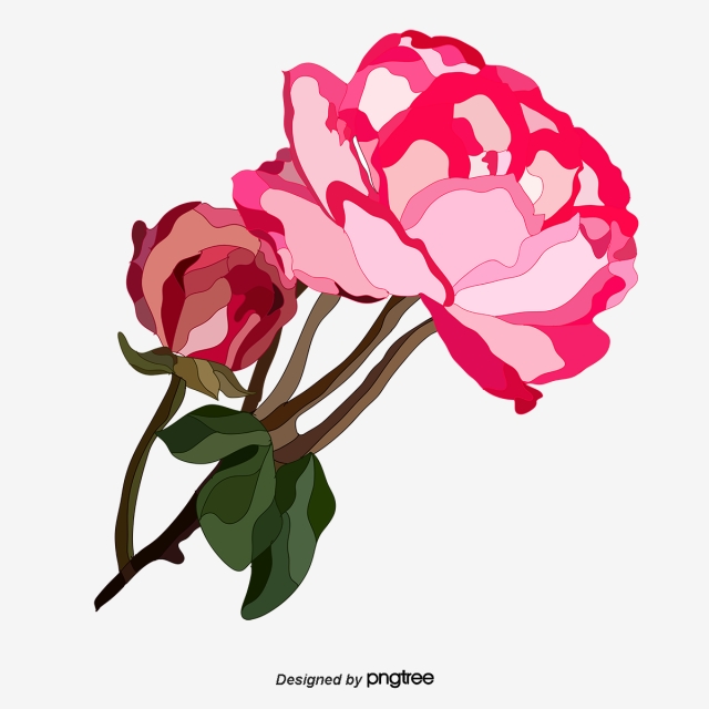 Carnation Flower Drawing Free download on ClipArtMag