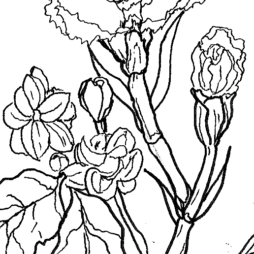 Carnation Line Drawing | Free download on ClipArtMag