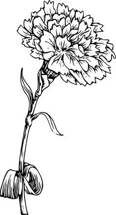 Carnation Line Drawing | Free download on ClipArtMag