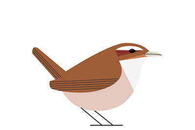 Carolina Wren Drawing | Free download on ClipArtMag